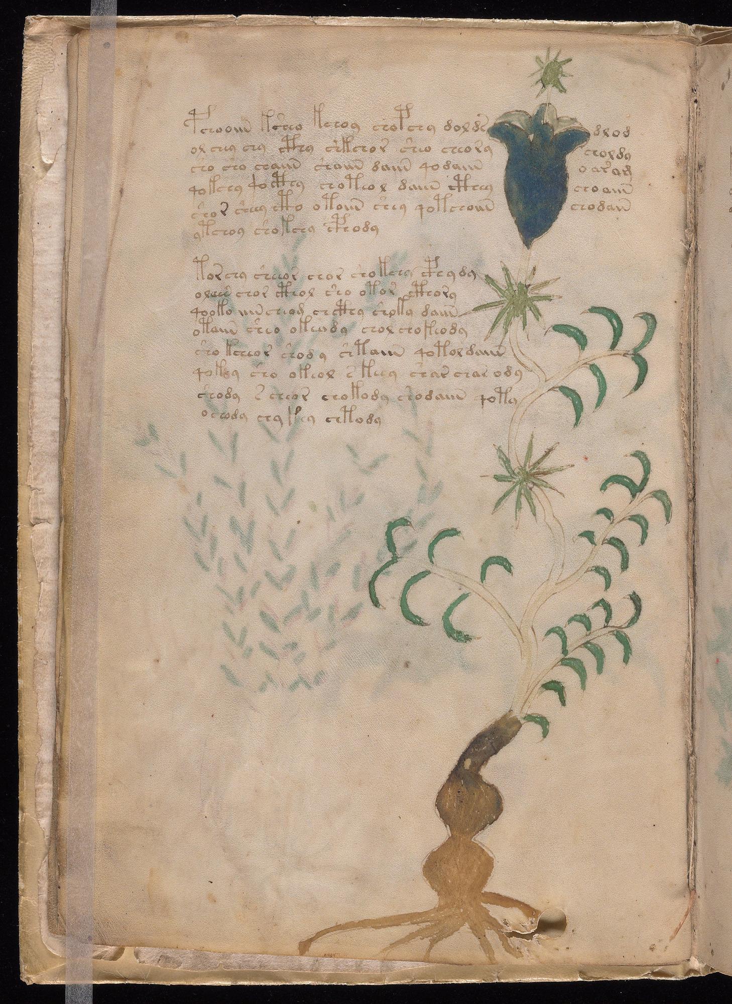 Herbal Page 8